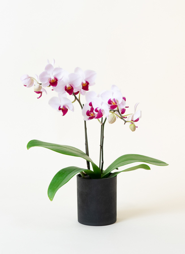 mini-whitered-8_1.jpg?1631613871