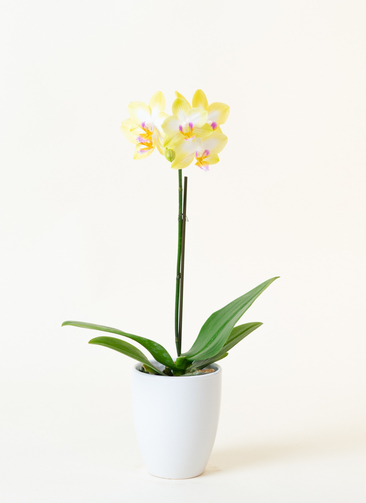 タグ付　胡蝶蘭　黒陶器花瓶　造花　65センチ タグ付 胡蝶蘭 黒陶器花瓶 造花 65センチ