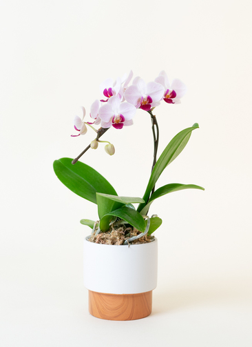 ミニ胡蝶蘭 赤リップ 1本立ち ツートンウッド鉢付き | 胡蝶蘭なら
