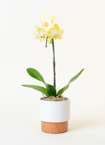 Aoi様専用フルーツボウル1個花瓶2個（赤と黄土色にドット柄）3点