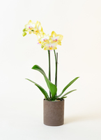 mini-yellow-7_1.jpg?1631613935