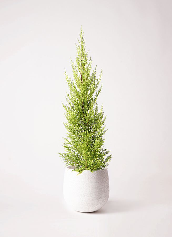 観葉植物 ゴールドクレスト 6号 ノーマル プラスチック鉢 | 観葉植物 