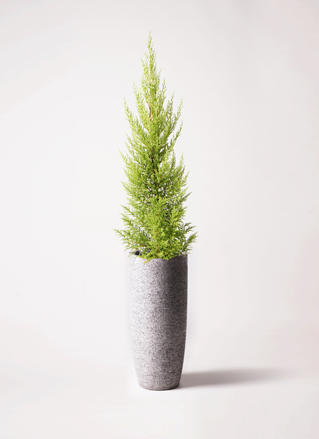 観葉植物 ゴールドクレスト 6号 ノーマル プラスチック鉢 | 観葉植物