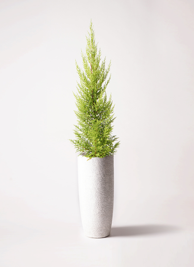 観葉植物 ゴールドクレスト 6号 ノーマル プラスチック鉢 | 観葉植物