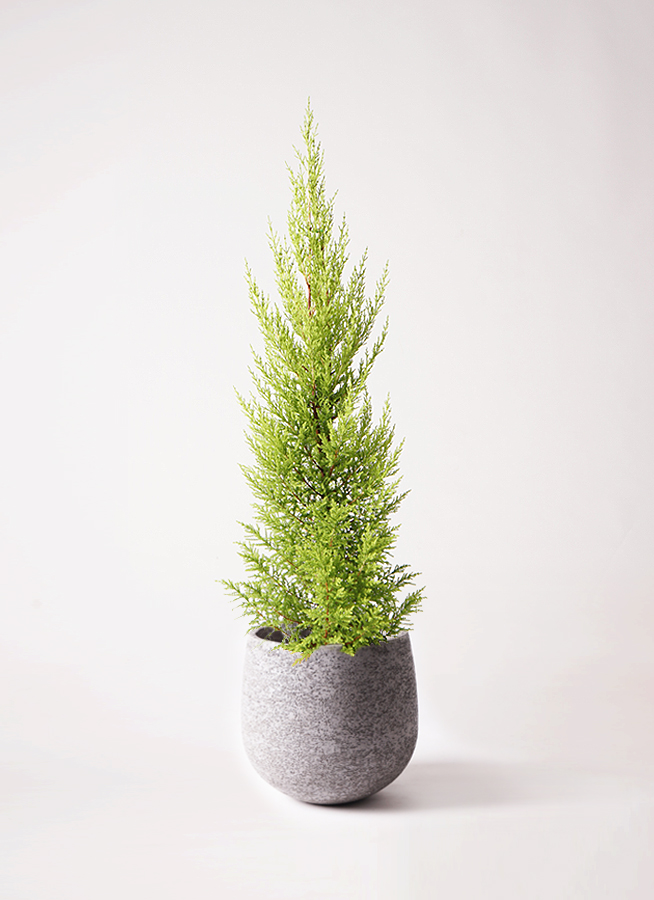 ゴールドクレスト　鉢付き　170センチ位　3鉢 レンタル商品】人工観葉植物ゴールドクレスト 高さ90cm 通販 - ディノス