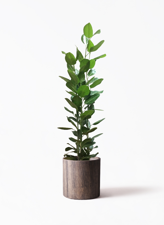 観葉植物 フィカス ベンガレンシス 10号 寄せ ビトロ エンデカ マット