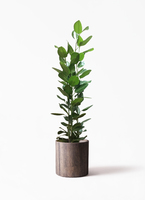 観葉植物 フィカス ベンガレンシス 10号 寄せ ビトロ エンデカ マット