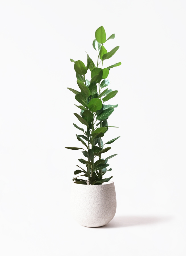 観葉植物 フィカス ベンガレンシス 10号 寄せ ウッドプランター 付き