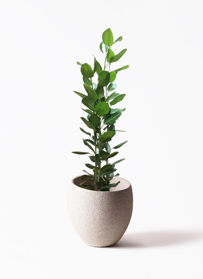 観葉植物 フィカス べンガレンシス フィカス・ベンガレンシス 【サイズ】10号サイズ 【高さ】155cm 【横幅