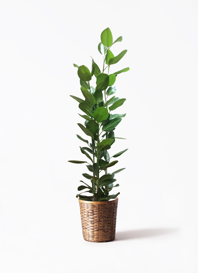 観葉植物 フィカス ベンガレンシス 10号 寄せ ウッドプランター 付き
