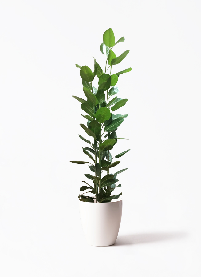 観葉植物 フィカス ベンガレンシス 10号 寄せ アートストーン ラウンド