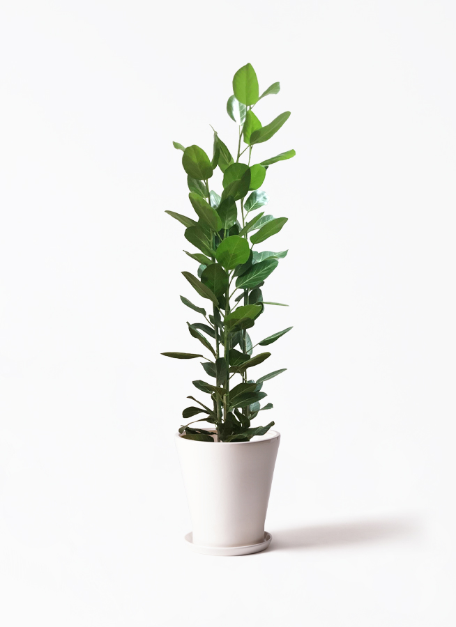 観葉植物 フィカス ベンガレンシス 175cm 10号 観葉植物 フィカス ベンガレンシス 10号 曲り ラスターポット 付き