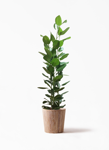 観葉植物 フィカス ベンガレンシス 10号 寄せ ウッドプランター 付き