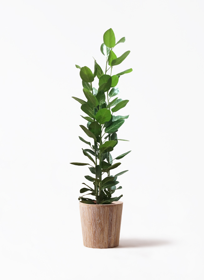 観葉植物 フィカス ベンガレンシス 175cm 10号 観葉植物 フィカス ベンガレンシス 10号 寄せ ウッドプランター 付き