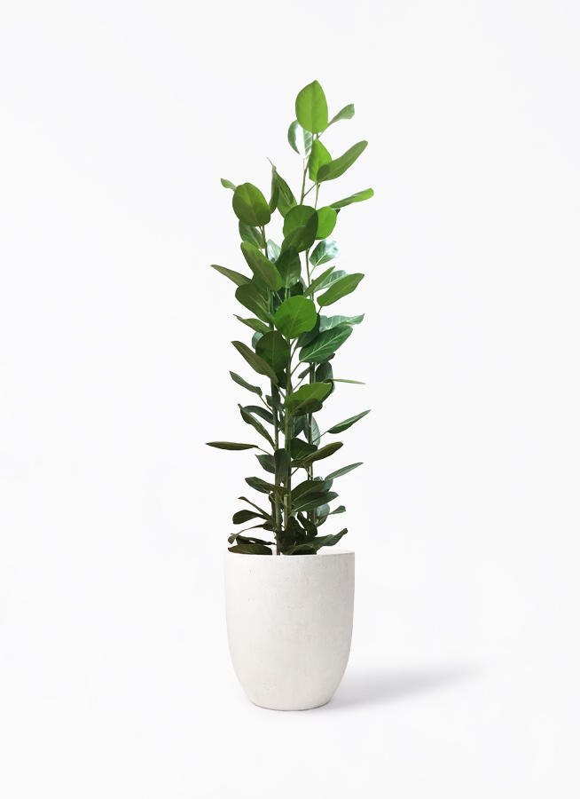 観葉植物 フィカス ベンガレンシス 10号 寄せ フォリオアルトエッグ