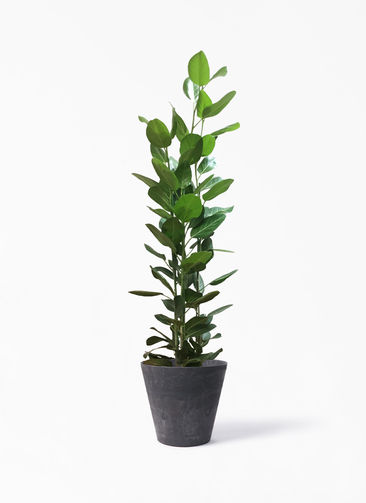 観葉植物 フィカス ベンガレンシス 10号 寄せ アートストーン ラウンド