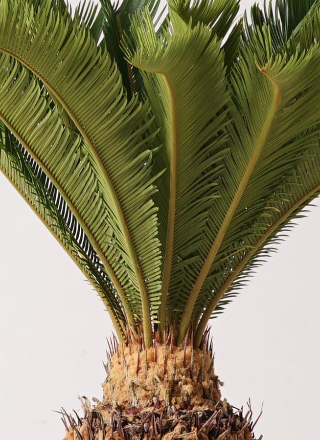 観葉植物 ソテツ 10号 キューブ ラテルストーン 付き | 観葉植物
