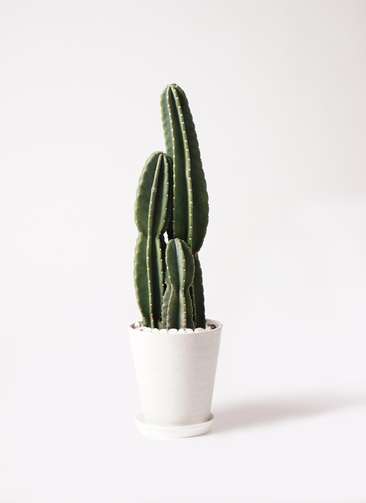 大きい直立柱サボテン 白鉢 Amazon.co.jp: 多肉植物 柱サボテン ブランチ8号鉢 大型大株 ラビット