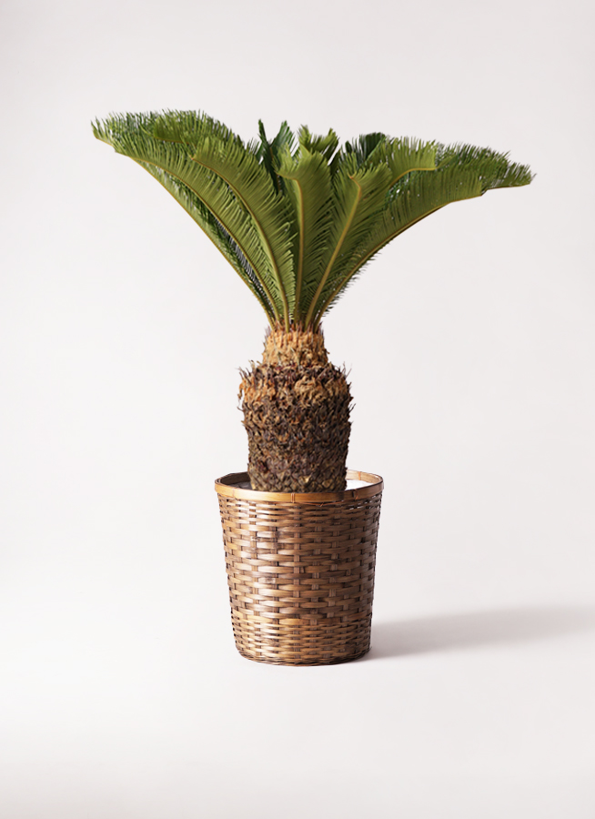 ソテツ　10号　140センチ　現品 ソテツ（10号） | 株式会社中島造園_EC