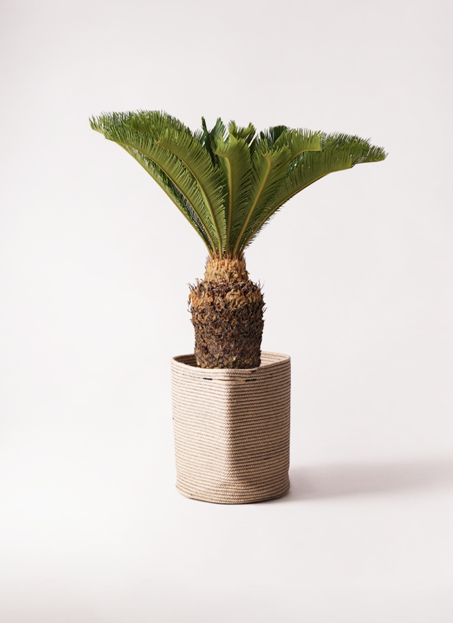 観葉植物 ソテツ 10号 ウッドプランター 付き | 観葉植物なら