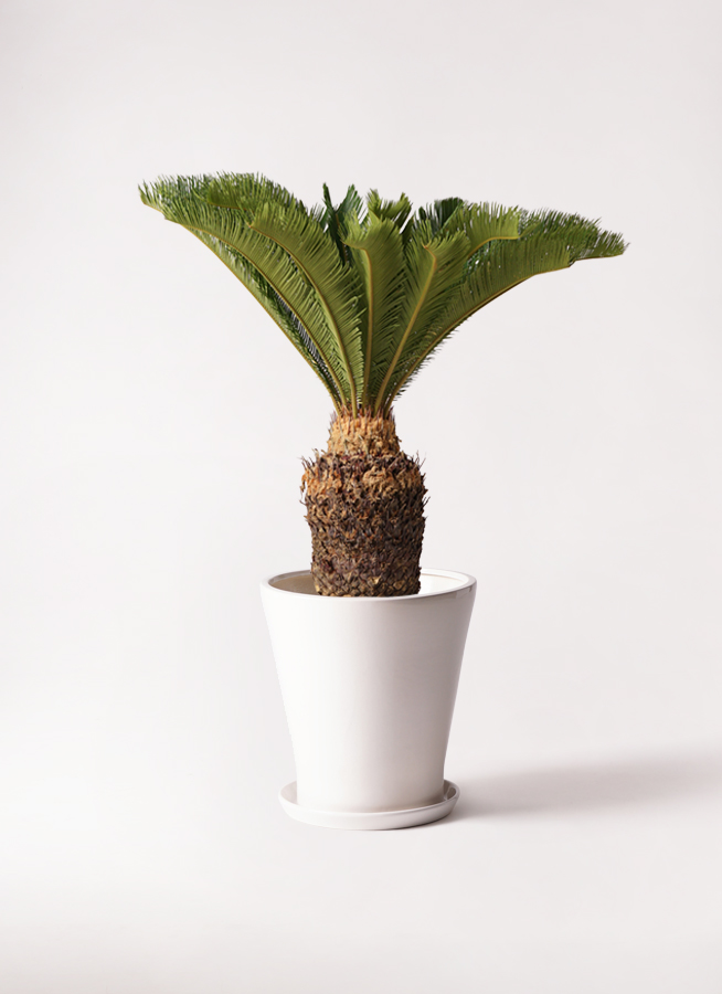 観葉植物 ソテツ 10号 ジュピター 白 付き | 観葉植物なら