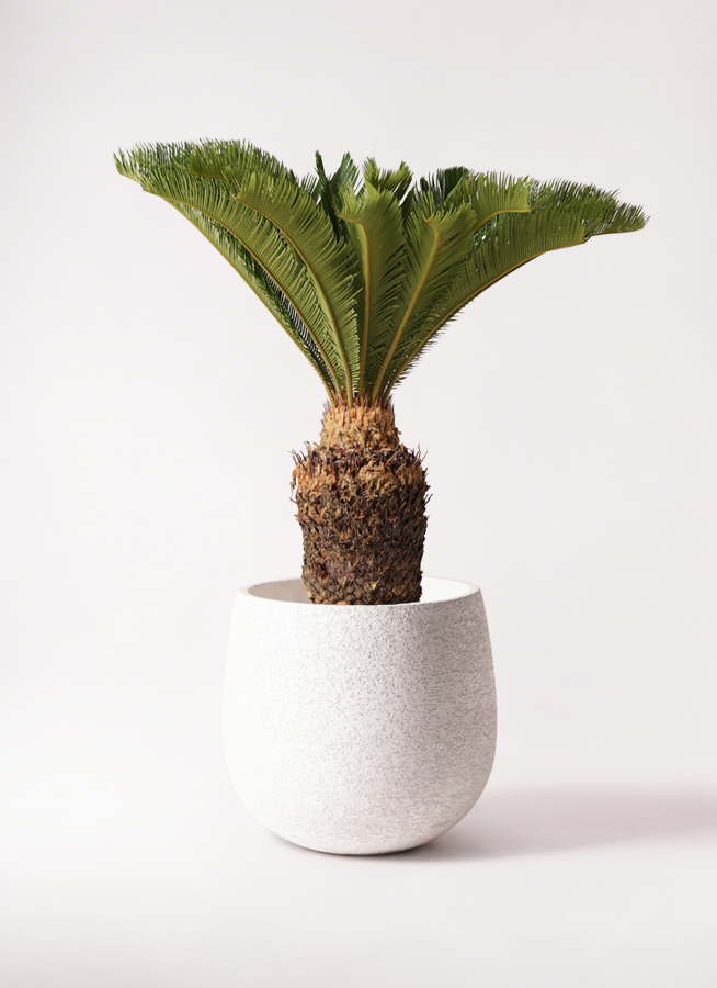 楽天市場】【現品発送】金環蘇鉄(キンカンソテツ) 10号鉢植え
