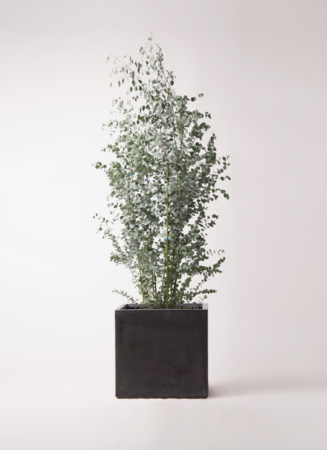 ユーカリ 10号 | 観葉植物 | インテリアやギフトに - Hitohana