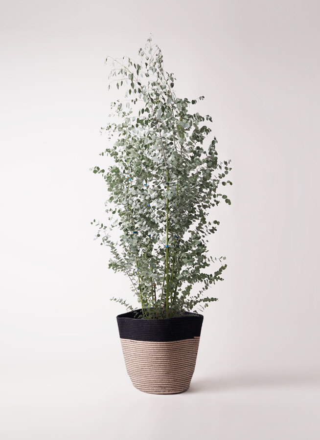 ユーカリ 10号 | 観葉植物 | インテリアやギフトに - Hitohana