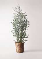 ユーカリ様※専用 1.jpg?1515547191