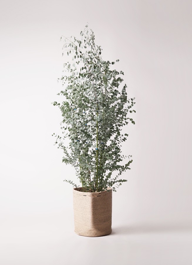 観葉植物 ユーカリ 10号 グニー ベータ キューブプランター 黒