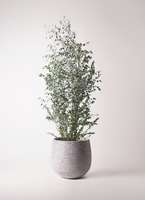 ユーカリ 観葉植物 ユーカリ 10号 グニー エコストーンGray 付き | 観葉