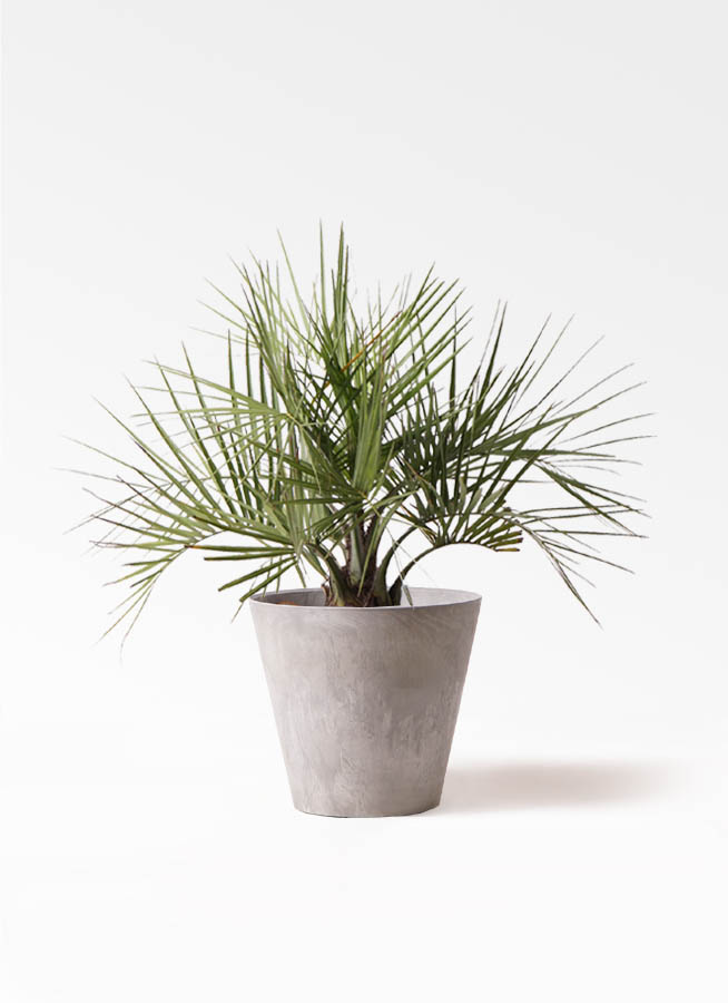 ココスヤシ (ヤタイヤシ) | 観葉植物の通販ならHitoHana（ひとはな）