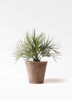 観葉植物　ココスヤシ　ヤタイヤシ 観葉植物 ココスヤシ (ヤタイヤシ) 10号 キューブ ラテルストーン 付き