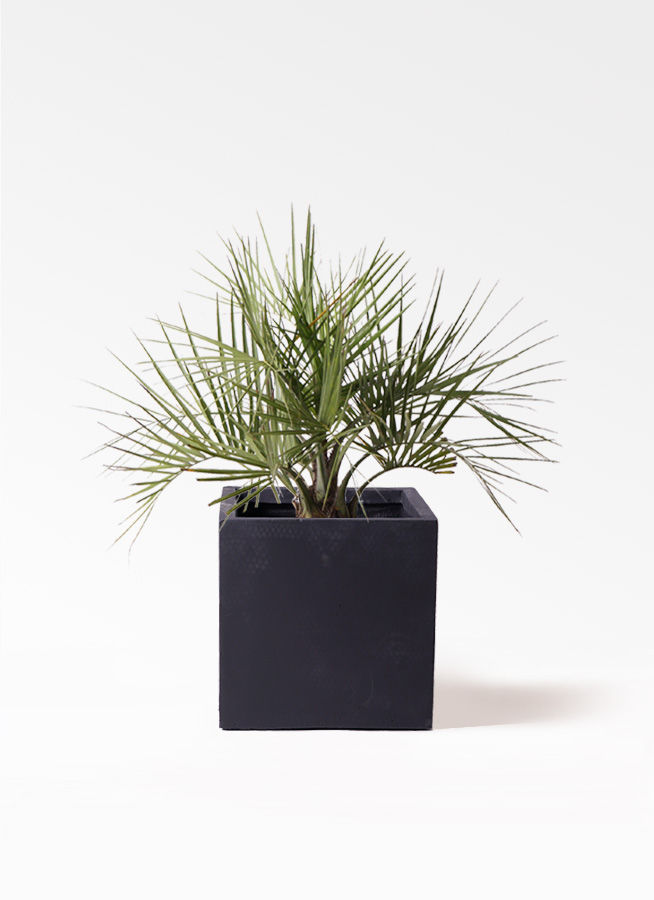 観葉植物 ヤタイヤシ 10号 ベータ キューブプランター 黒 付き | 観葉