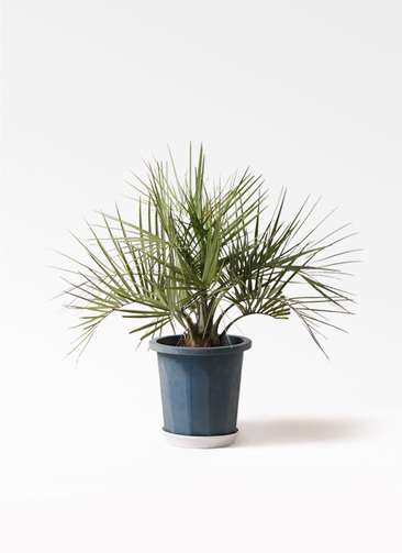 観葉植物 ヤタイヤシ 10号 プラスチック鉢 | 観葉植物ならHitoHana