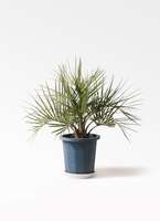 青*♪様 ココスヤシ　 観葉植物 ココスヤシ | HITOTOKI by MAKIMO PLANT
