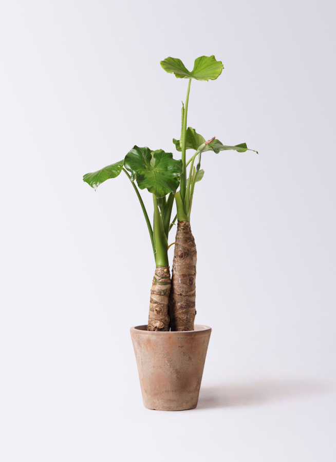 特大 クワズイモ 8号 観葉植物