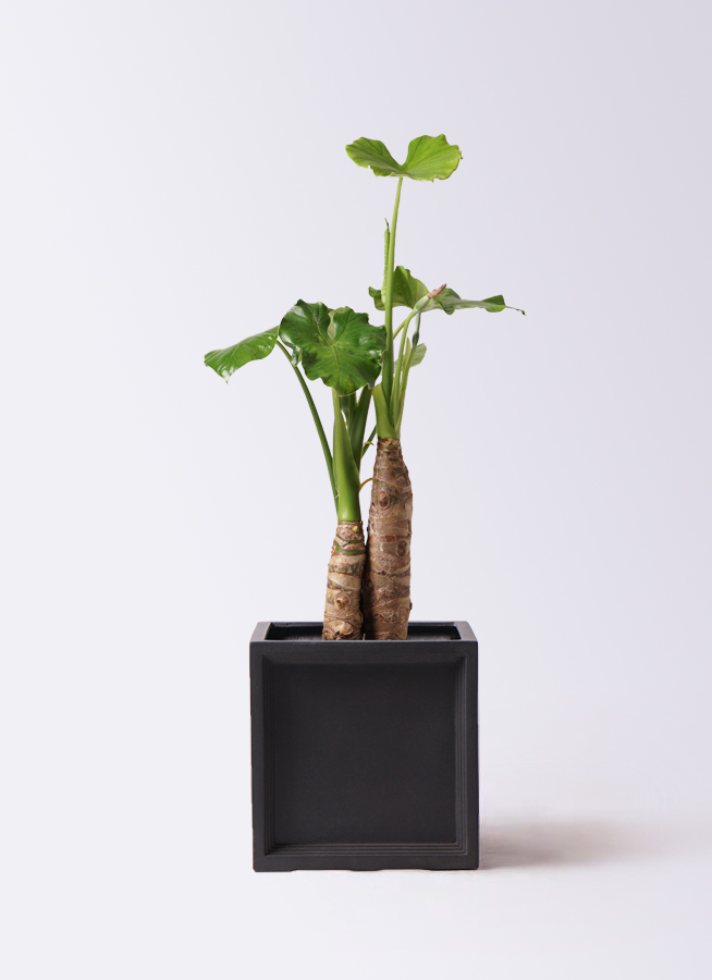 クワズイモ クワズイモ 8号サイズ | HITOTOKI by MAKIMO PLANT