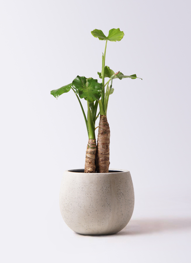 クワズイモ 8号 | 観葉植物通販HitoHana(ひとはな)