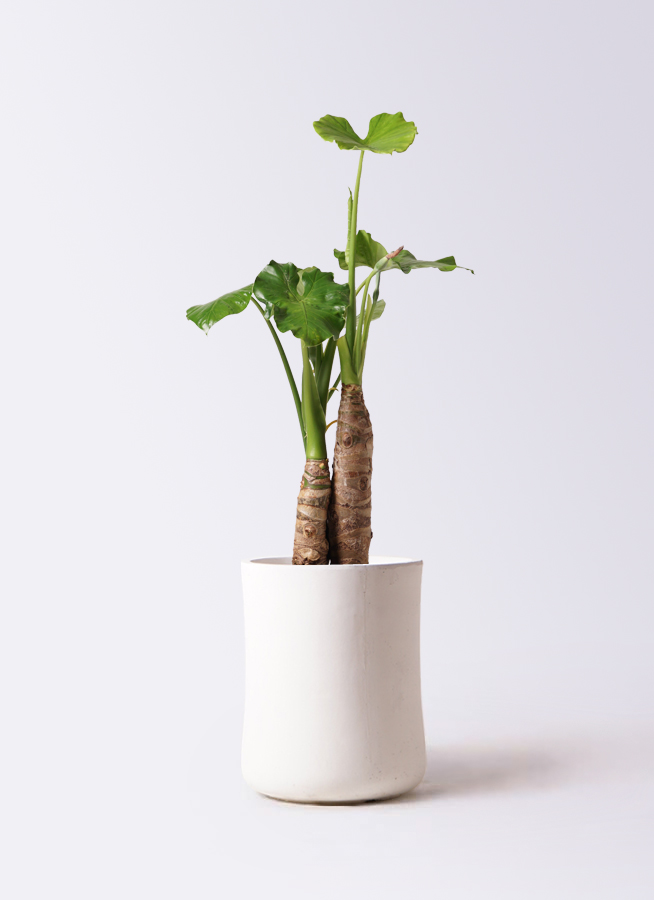 クワズイモ 8号 | 観葉植物通販HitoHana(ひとはな)