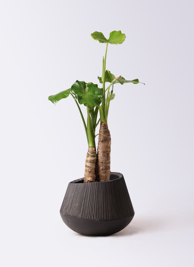 クワズイモ 8号 | 観葉植物通販HitoHana(ひとはな)