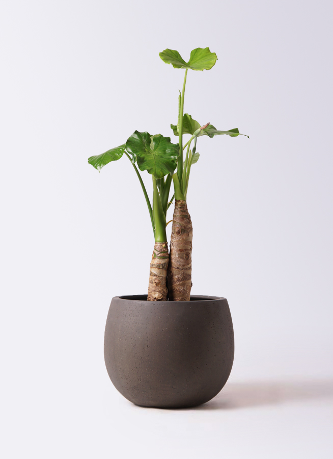 クワズイモ 8号 | 観葉植物通販HitoHana(ひとはな)