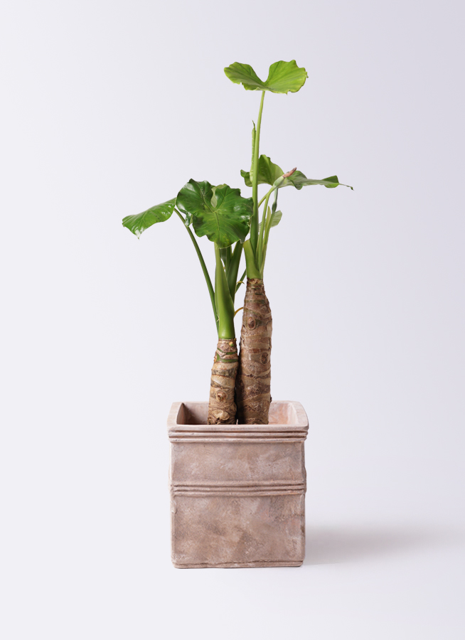 グランド牧場 セレクトセール クワズイモ 8号 | 観葉植物通販HitoHana(ひとはな) その他観葉植物