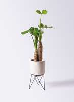 アロカシア 8号 | 観葉植物の通販ならHitoHana（ひとはな）