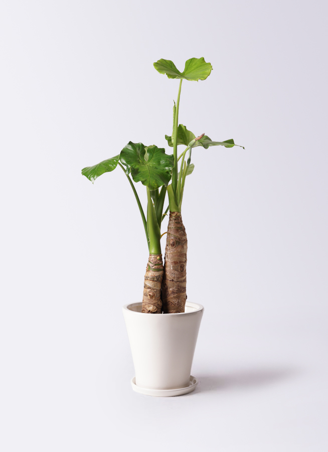 クワズイモ 大型 | 観葉植物通販HitoHana(ひとはな)