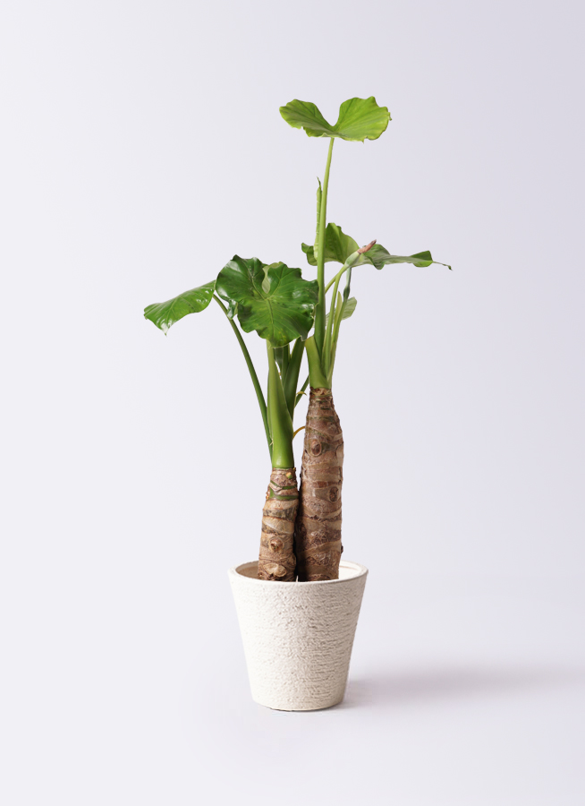 クワズイモ 8号 | 観葉植物通販HitoHana(ひとはな)