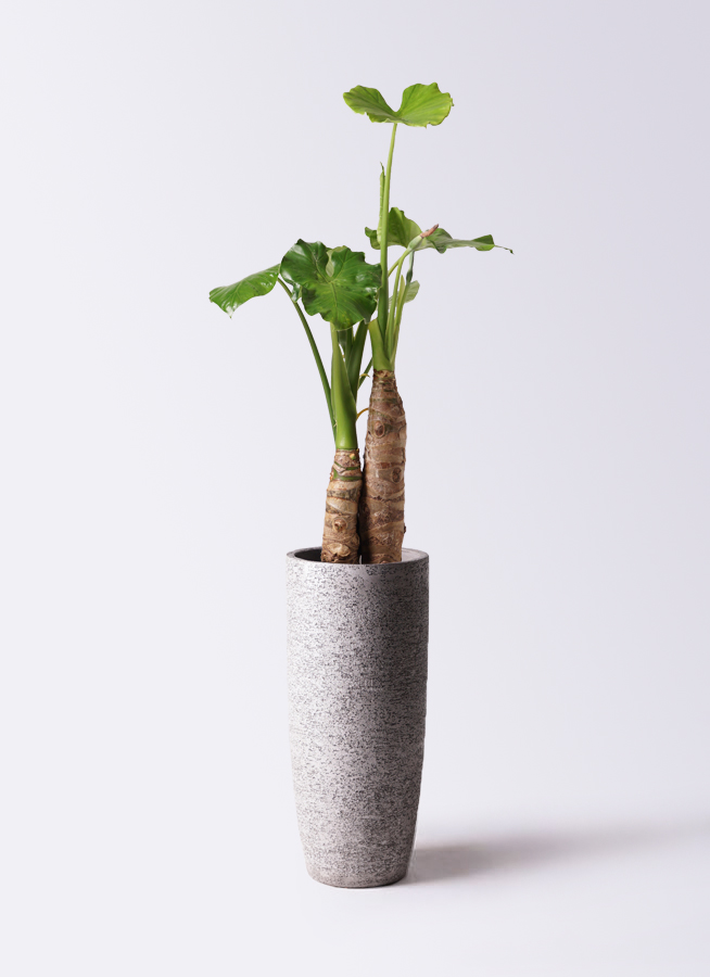 クワズイモ 8号 | 観葉植物通販HitoHana(ひとはな)