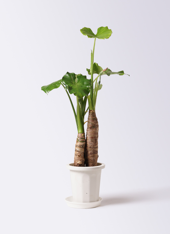 観葉植物 アロカシア 8号 オドラ（クワズイモ） プラスチック鉢 | 観葉