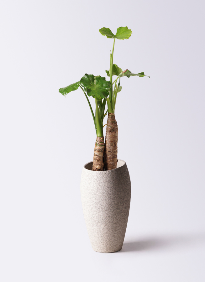 クワズイモ 8号 | 観葉植物通販HitoHana(ひとはな)