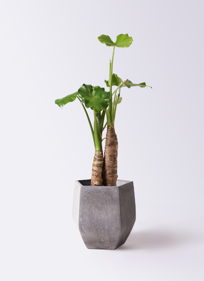 観葉植物 アロカシア 2種セット 珍しい希少なアロカシア2種セット*(^o^)/* アートフラワー